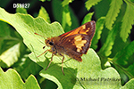 Hobomok Skipper (Poanes hobomok)